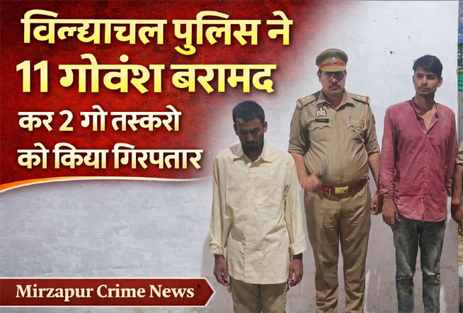 विन्ध्याचल पुलिस ने 11 गोवंश बरामद कर 2 गो तस्करों को किया गिरफ्तार