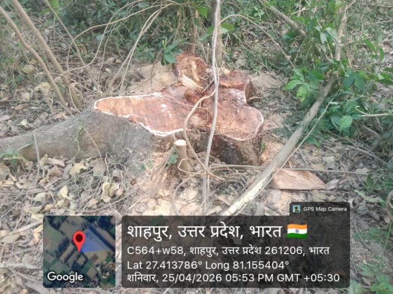 सीतापुरः सदरपुर में पांच प्रतिबंधित पेड़ काटे गएः वन विभाग ने सिर्फ दो पेड़ों का जुर्माना लगाया, जांच की मांग