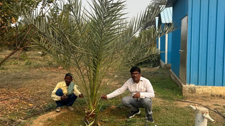 मिर्जापुर: खजूर की बागवानी पर किसानों को मिलेगा 1.40 लाख रुपये प्रति हेक्टेयर अनुदान, 36 किसान हुए लाभान्वित